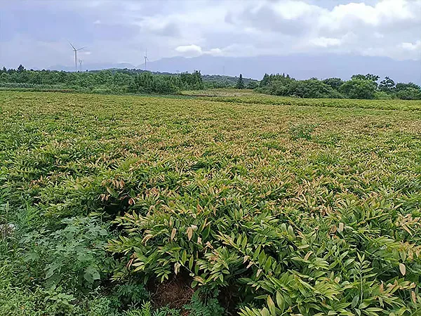 玉竹种植