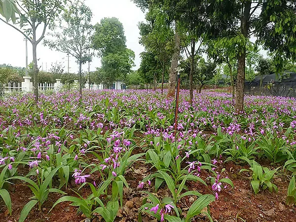 白芨种植基地