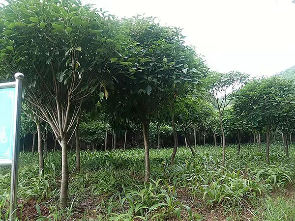 半枫荷