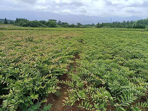 黄精种植基地
